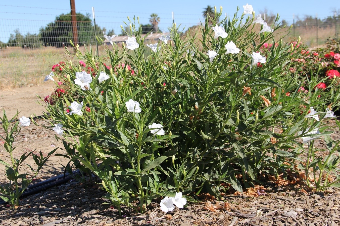 ruellia mayan white 20 july 2016