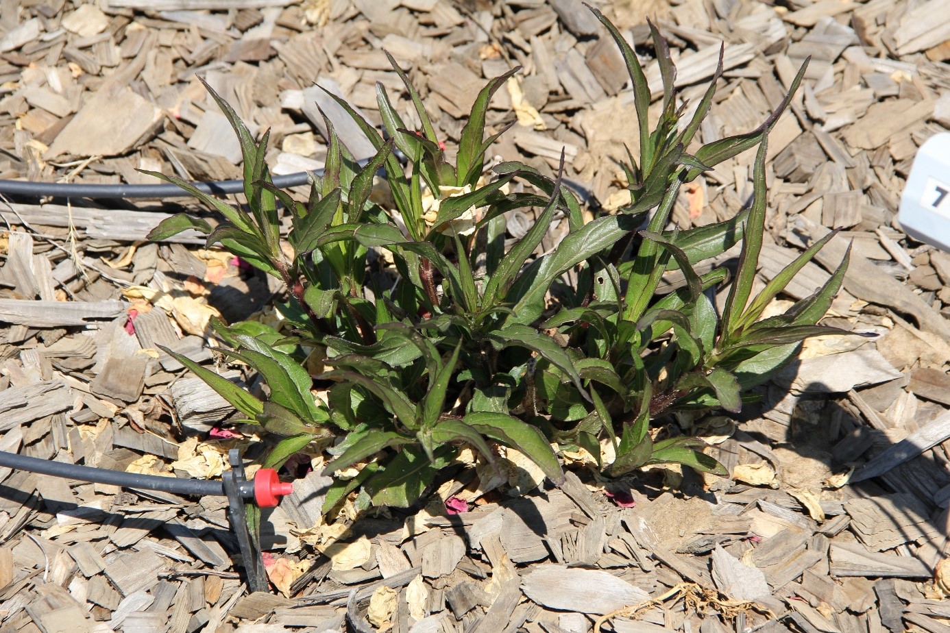 ruellia mayan pink 40 may 2016