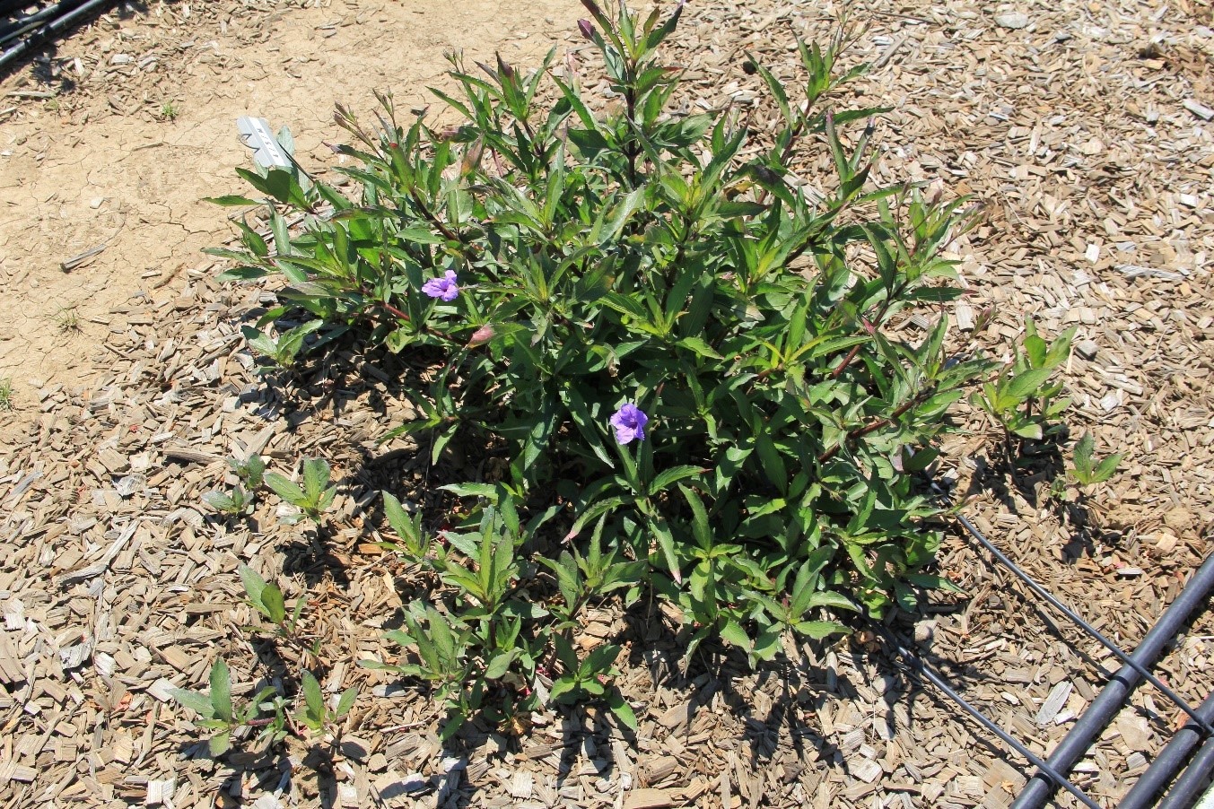 ruellia mayan purple