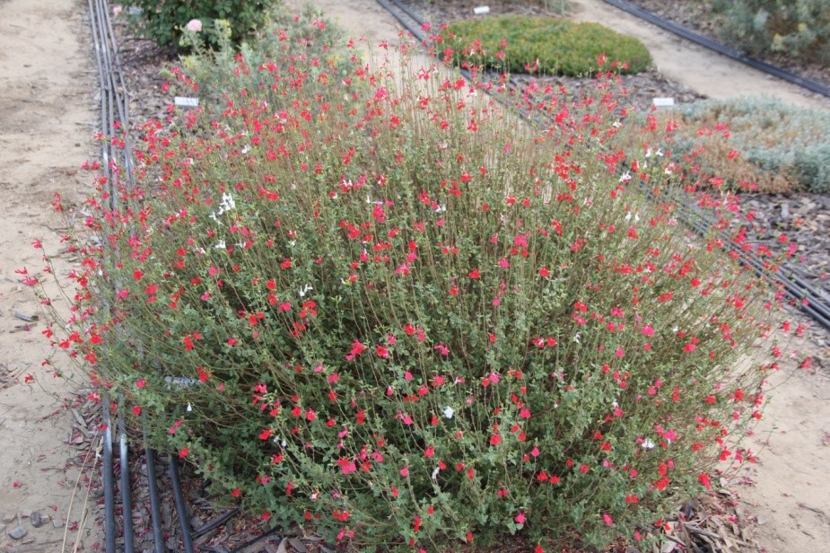 salvia hot lips 40 aug 2013