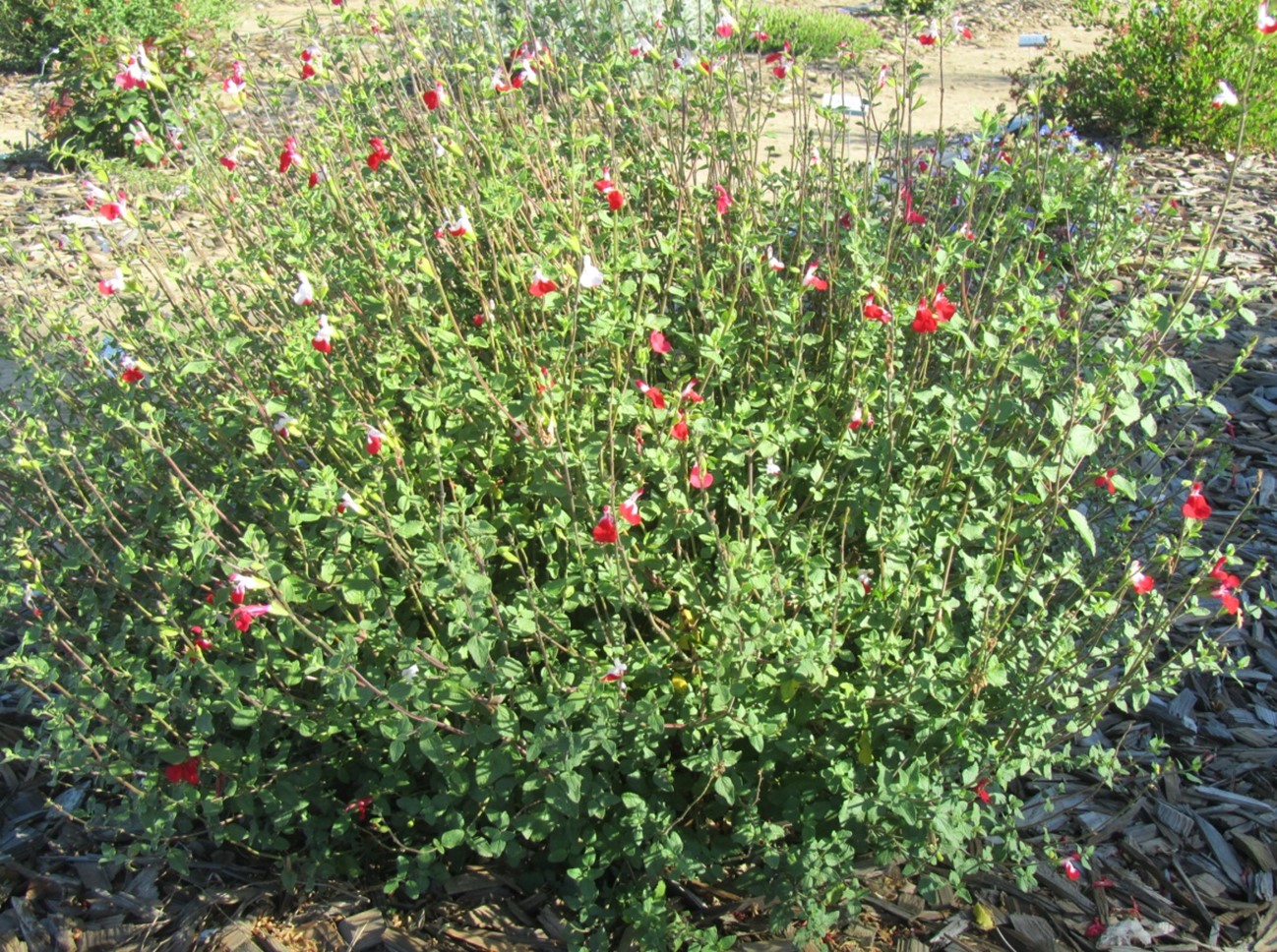 salvia hot lips sage 20 may 2013