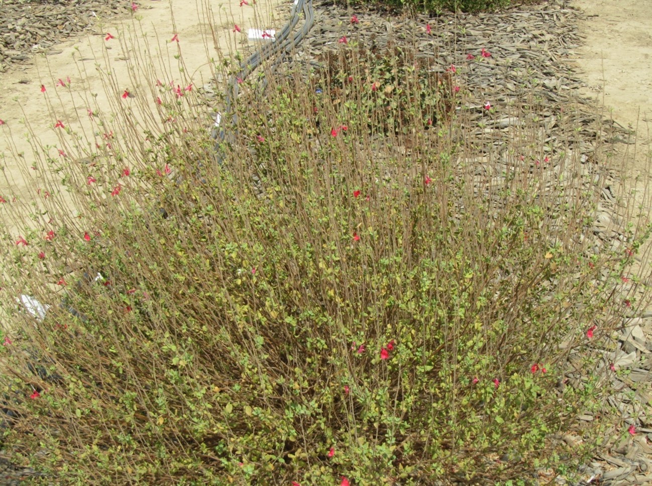 salvia hot lips sage 20 sept 2013