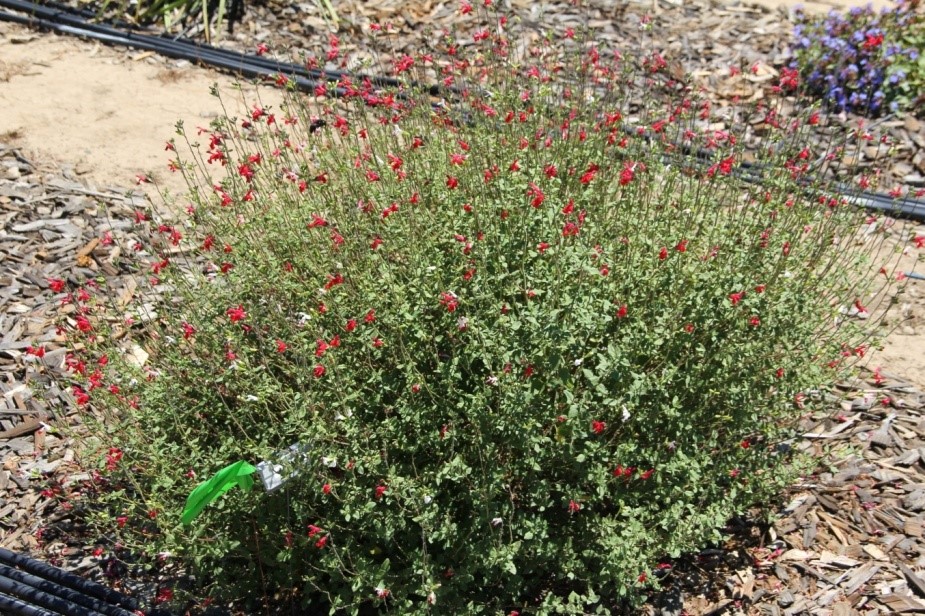 salvia hot lips sage 40 june 2013