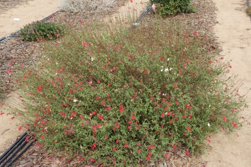 salvia hot lips sage 40 oct 2013