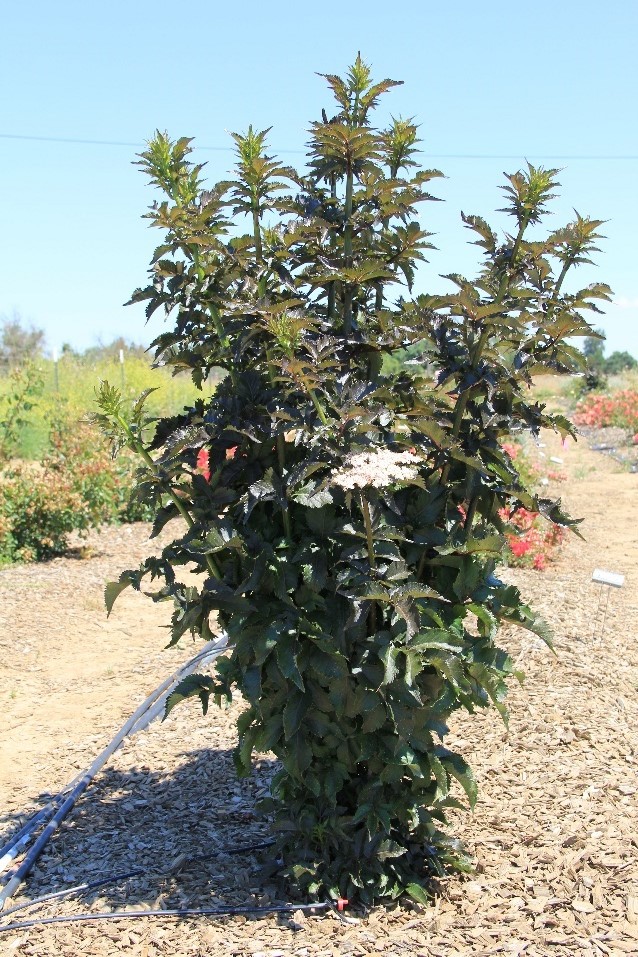 sambucus black tower 80 may 2016