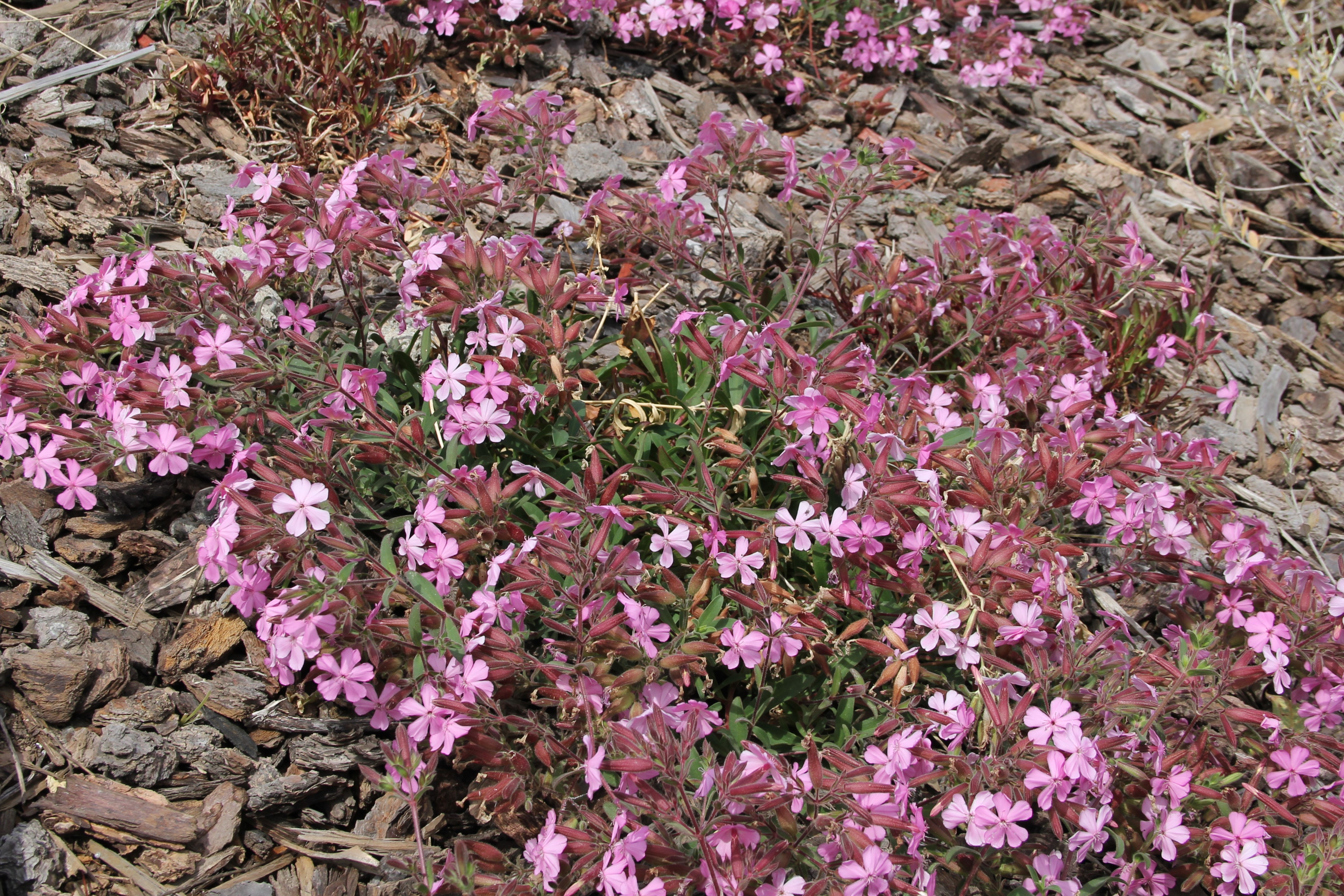 saponaria max frei 2009