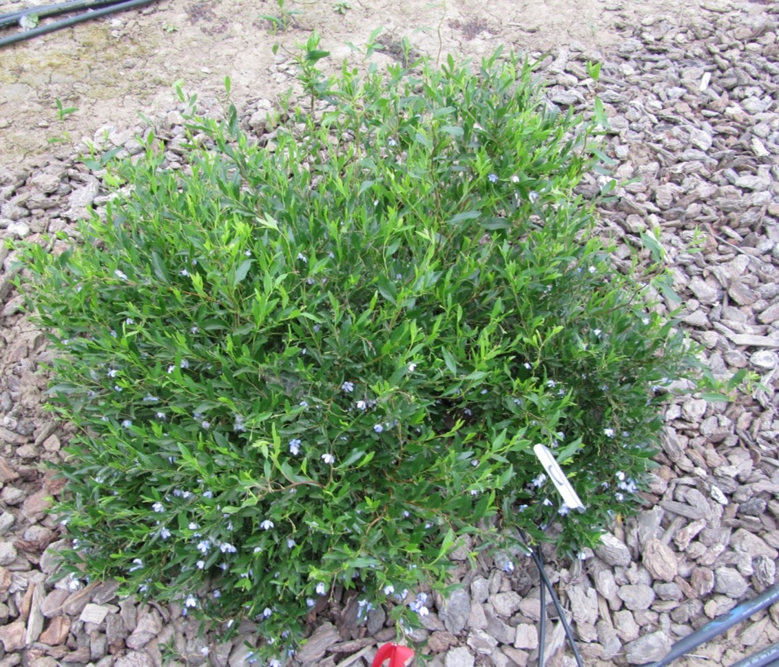 sollya heterophylla 20 april 2013