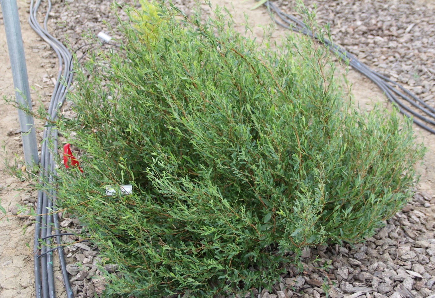 sollya heterophylla 20 oct 2013
