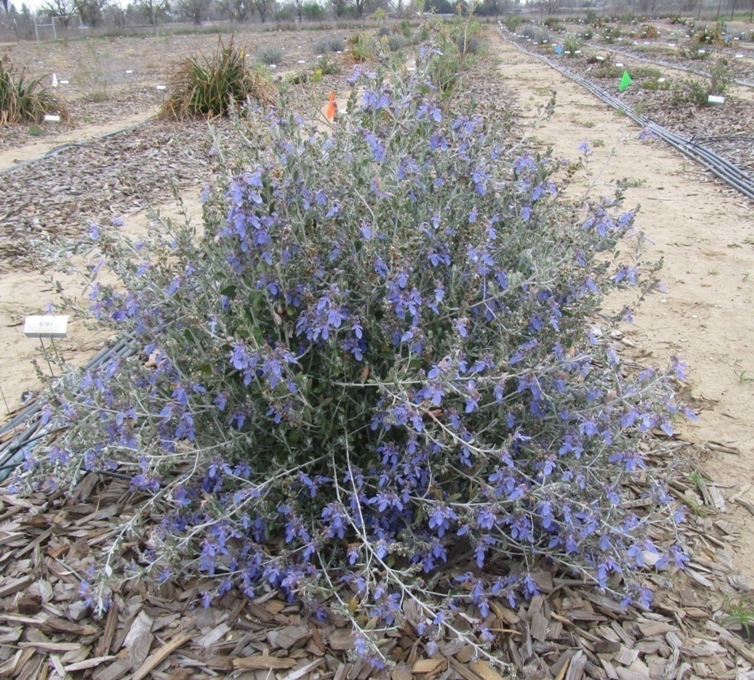 teucrium azureum 40 feb 2013