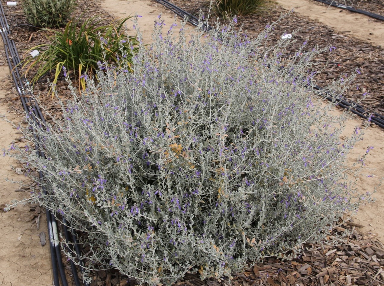 teucrium azureum 40 oct 2013