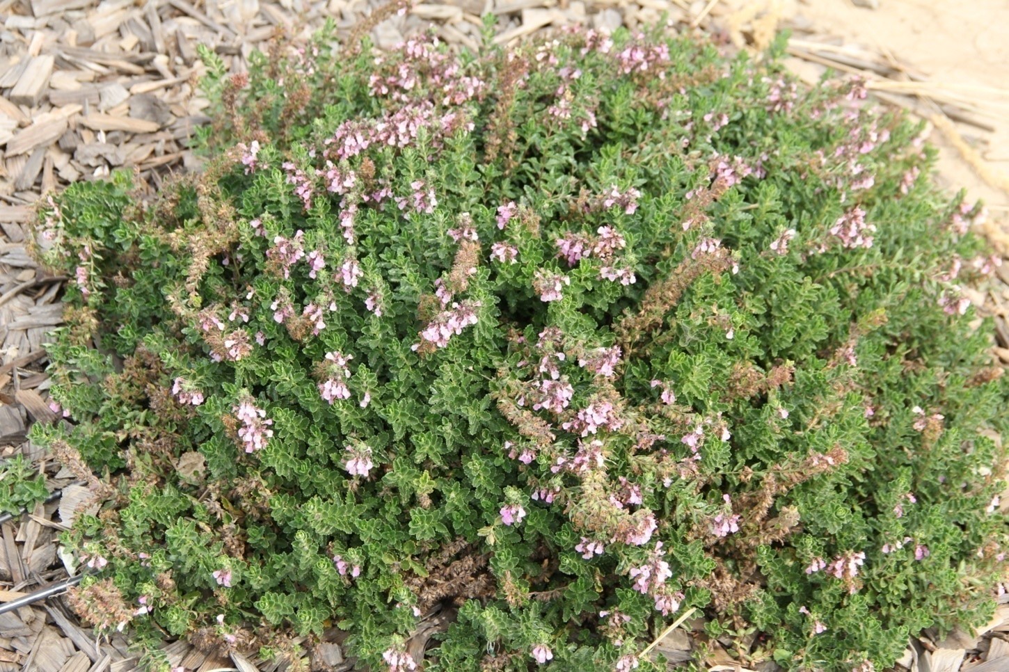 teucrium prostratananum 60 oct 2013