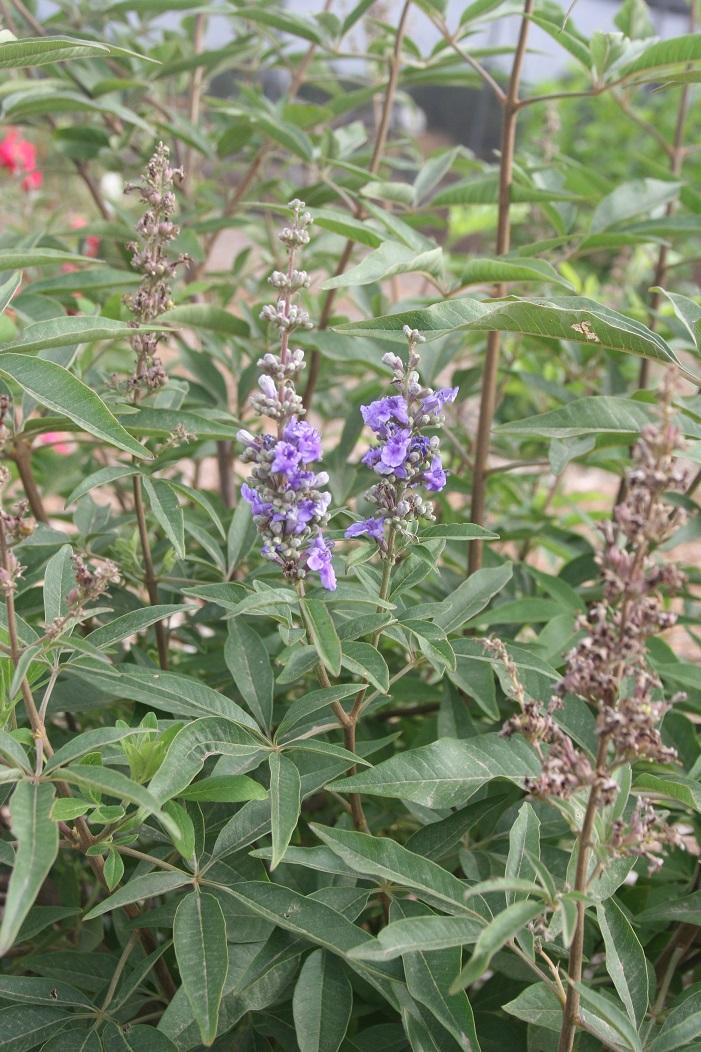 vitex SMVACBD 20 june 2022 SCREC