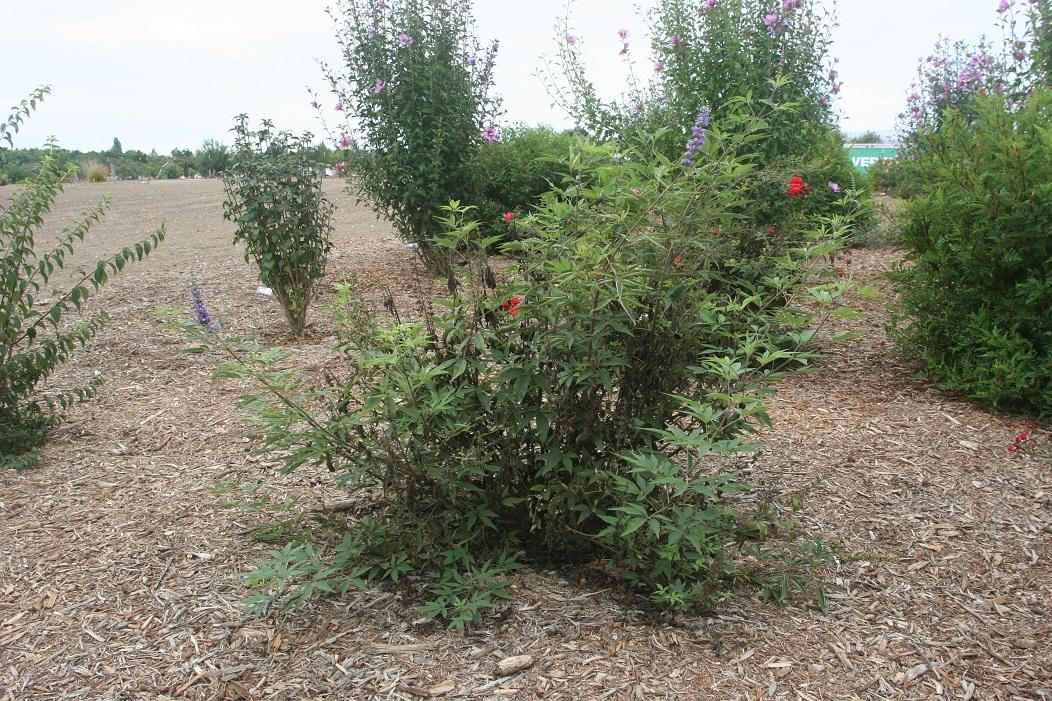 vitex SMVACBD 20 sept 2022 SCREC