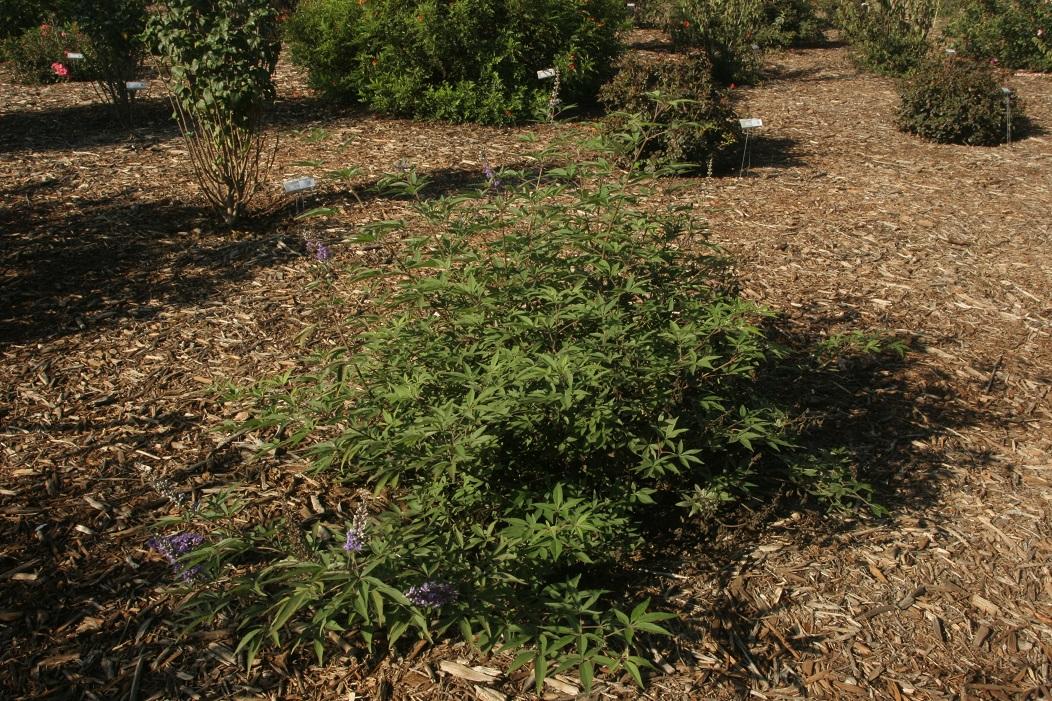 vitex SMVACBD 50 oct 2022 SCREC