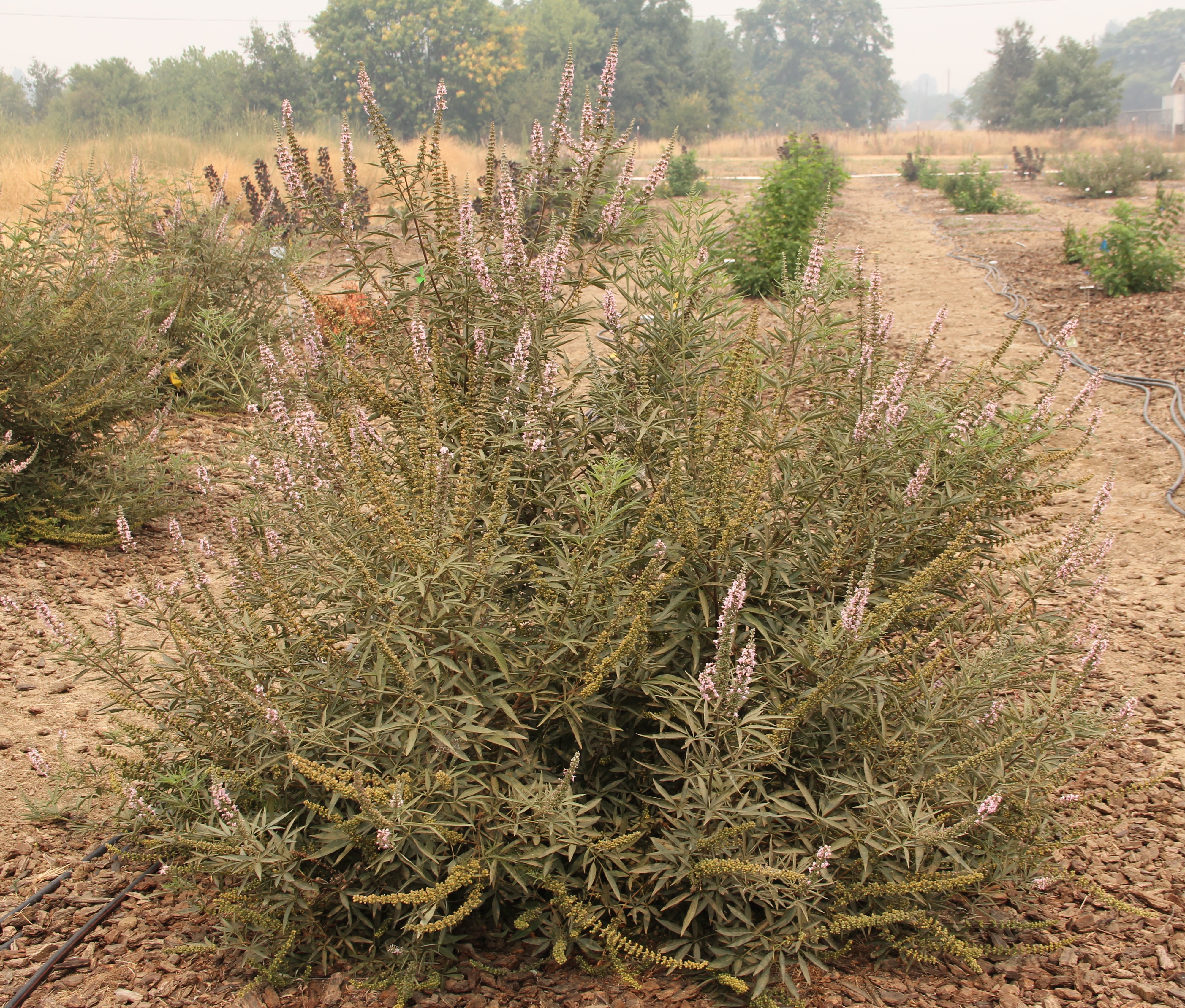 vitex bailtextwo 20 aug 2020 UCD