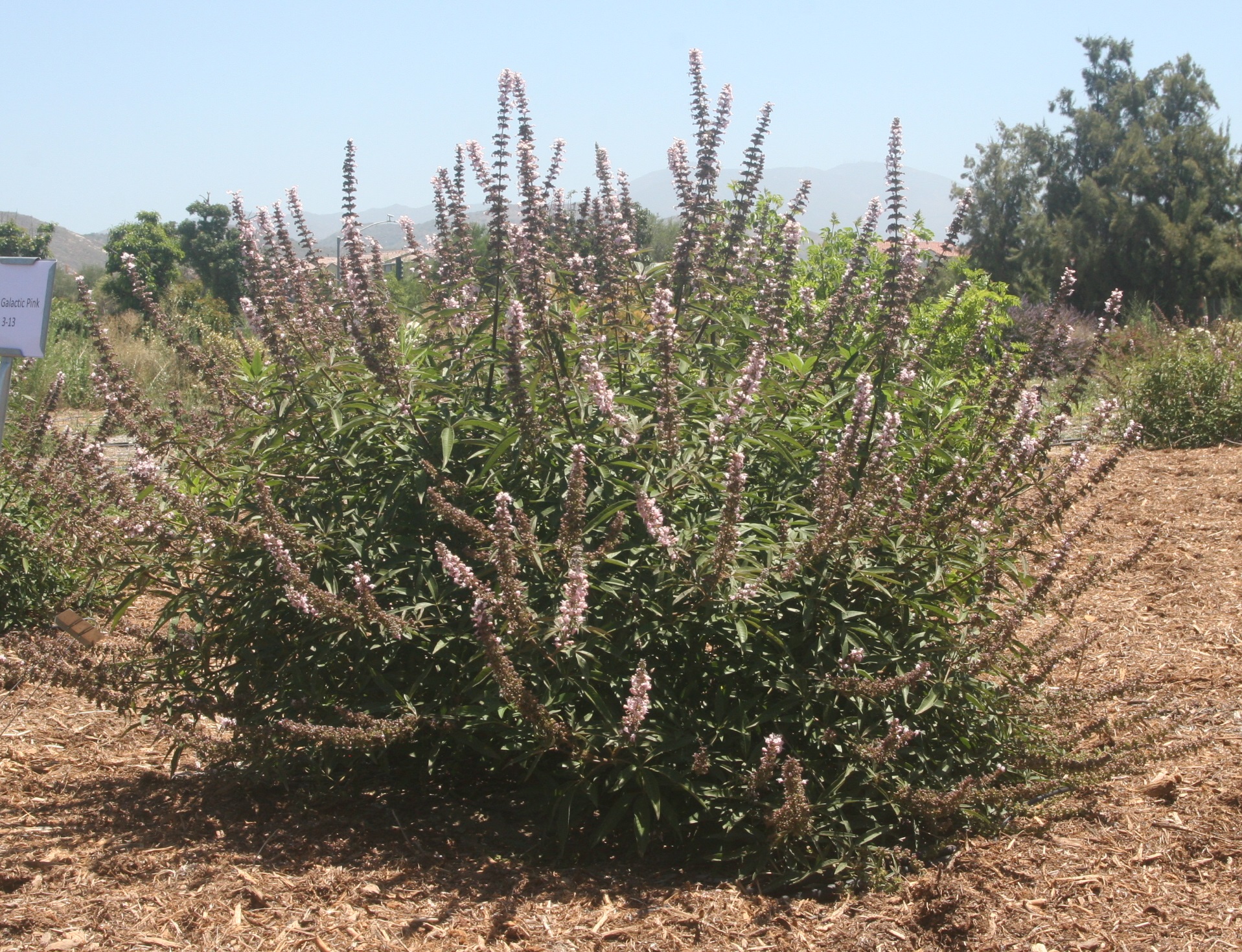 vitex bailtextwo 20 july 2020 SCREC