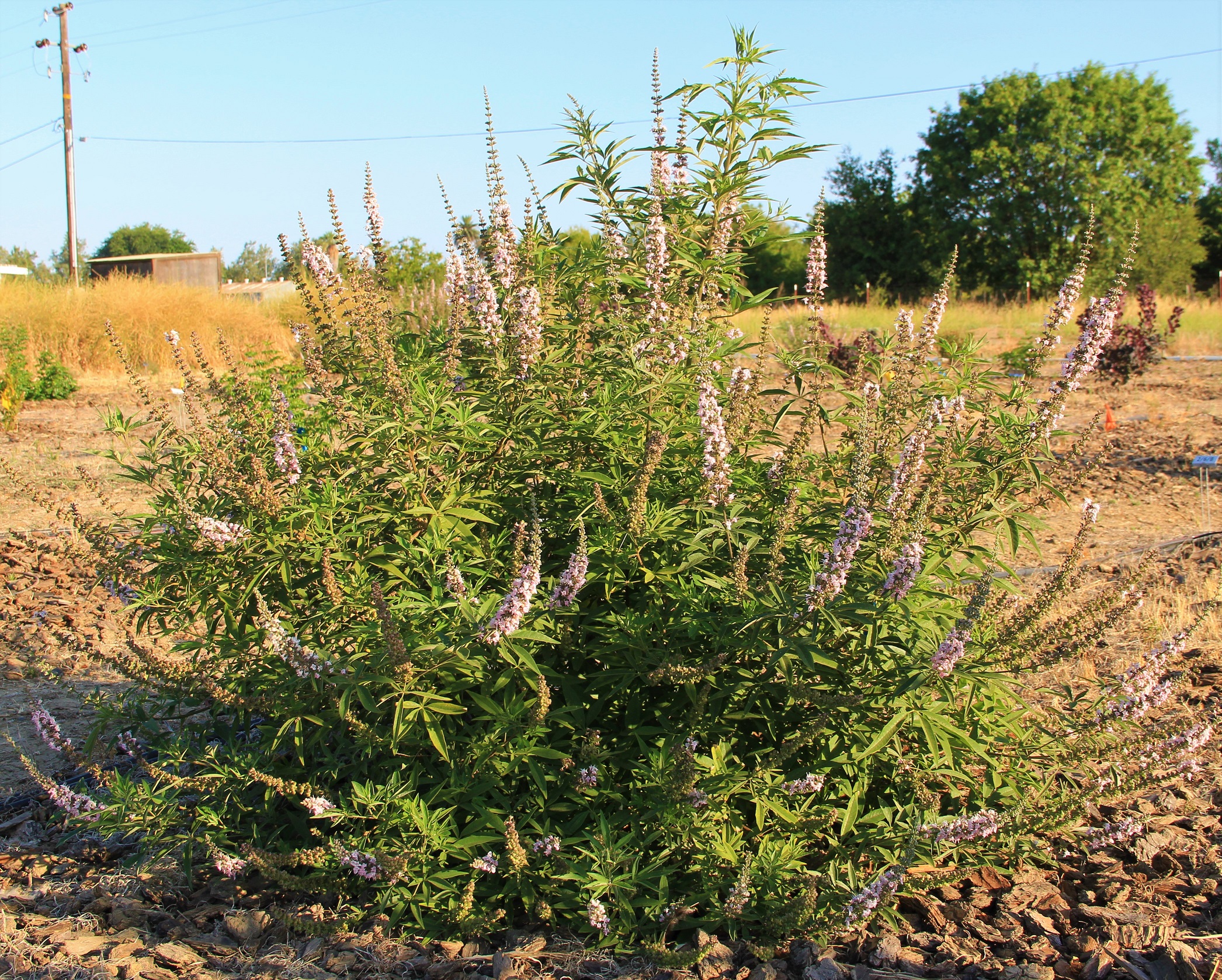 vitex bailtextwo 50 july 2020