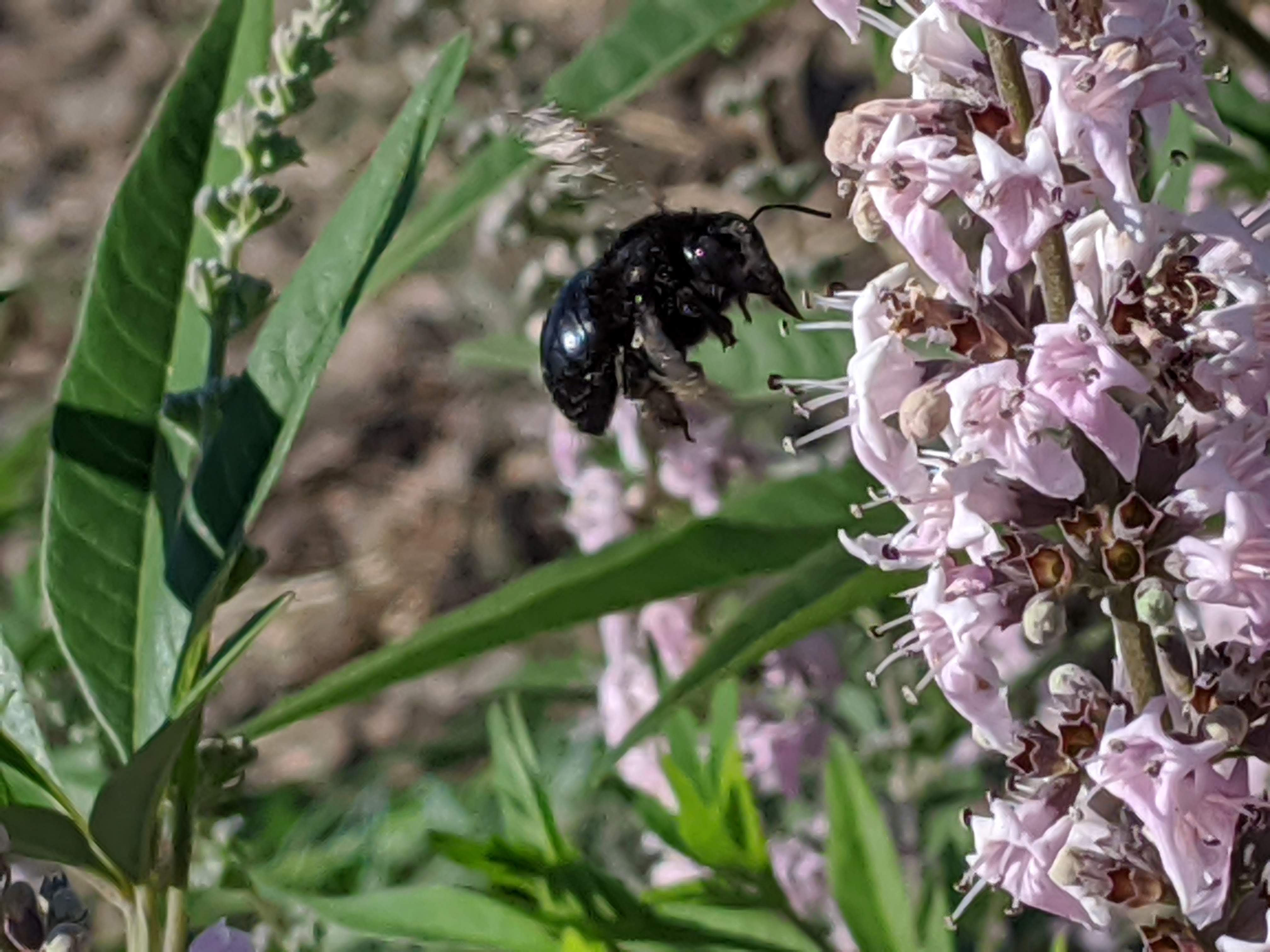 vitex bailtextwo closeup