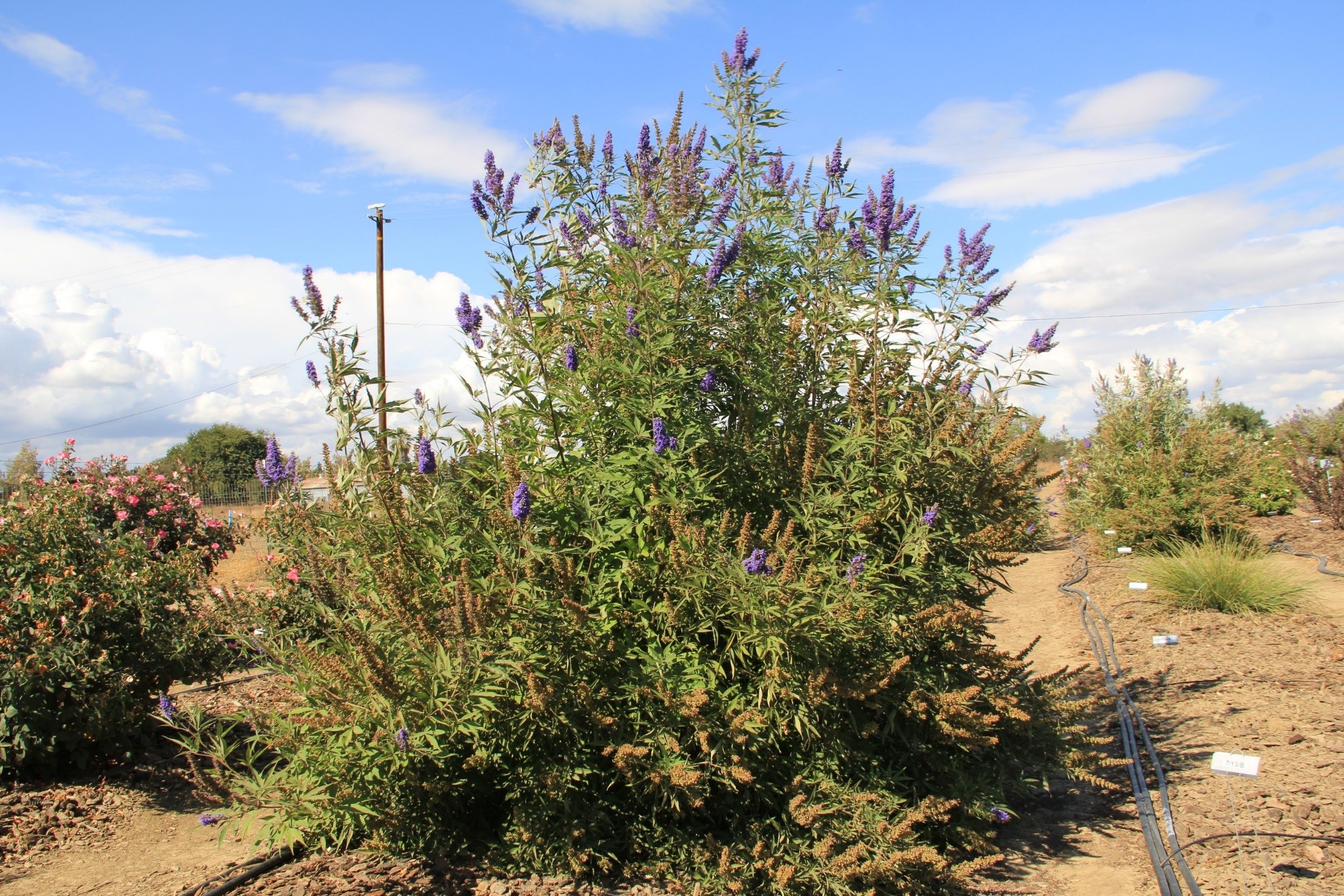 vitex delta blues 20 oct 2018