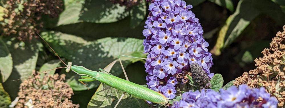 A praying mantis on Buddleia Pugster Blue