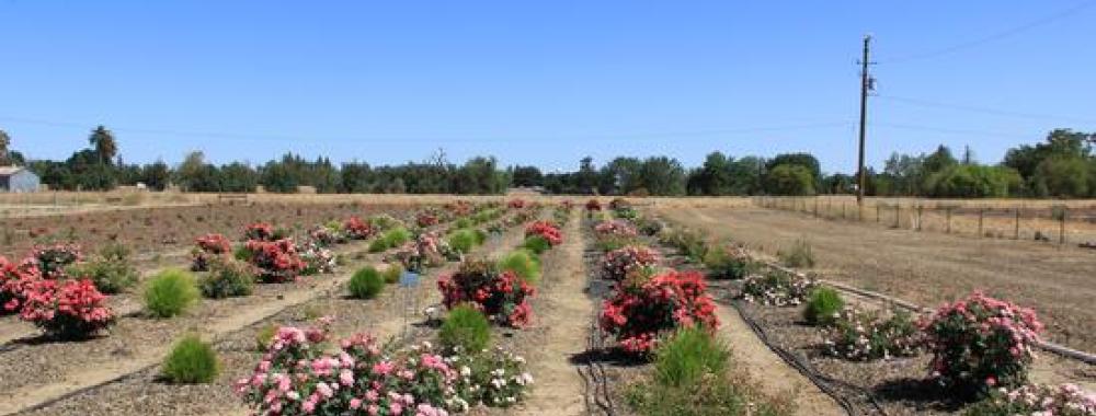 Fields at UC Davis looking colorful in June 2021