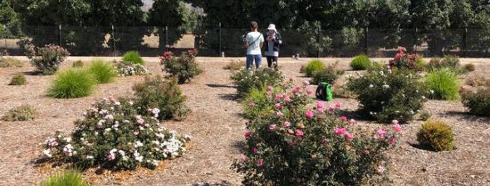 Data collection at UC ANR South Coast REC Sept. 2021