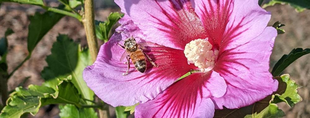 Hibiscus syriacus Purple Pillar with a honey bee coated in pollen